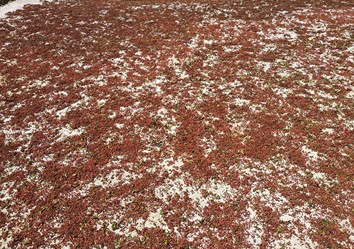 花椒 - Sichuan Pepper